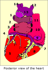 Anatomy of a heart.gif